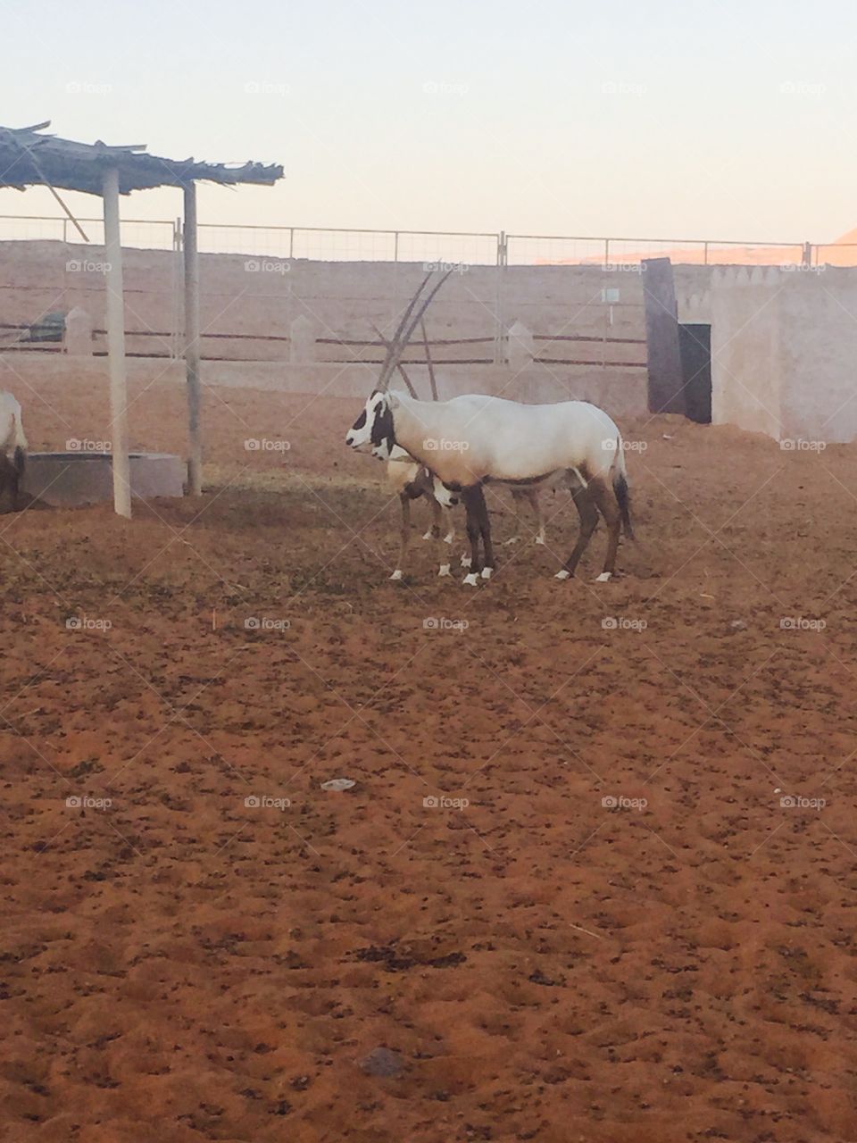 Arabian Oryx, classified as endangered on the IUCN Red List