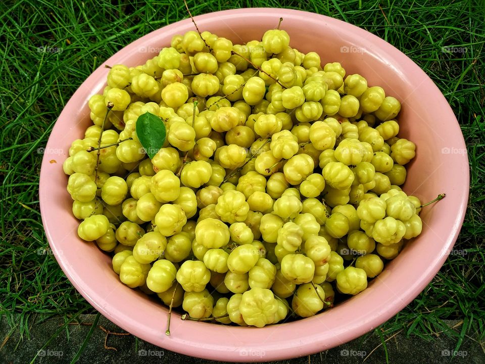 Star gooseberry