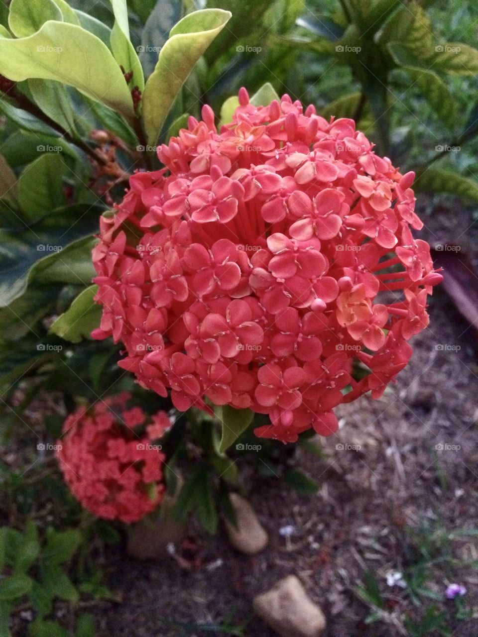 🌹 🇺🇸 Very beautiful flowers to brighten our day.  Live nature and its beauty. Did you like the delicate petals? / 🇧🇷 Flores muito bonitas para alegrar nosso dia. Viva a natureza e sua beleza. Gostaram das pétalas delicadas? 