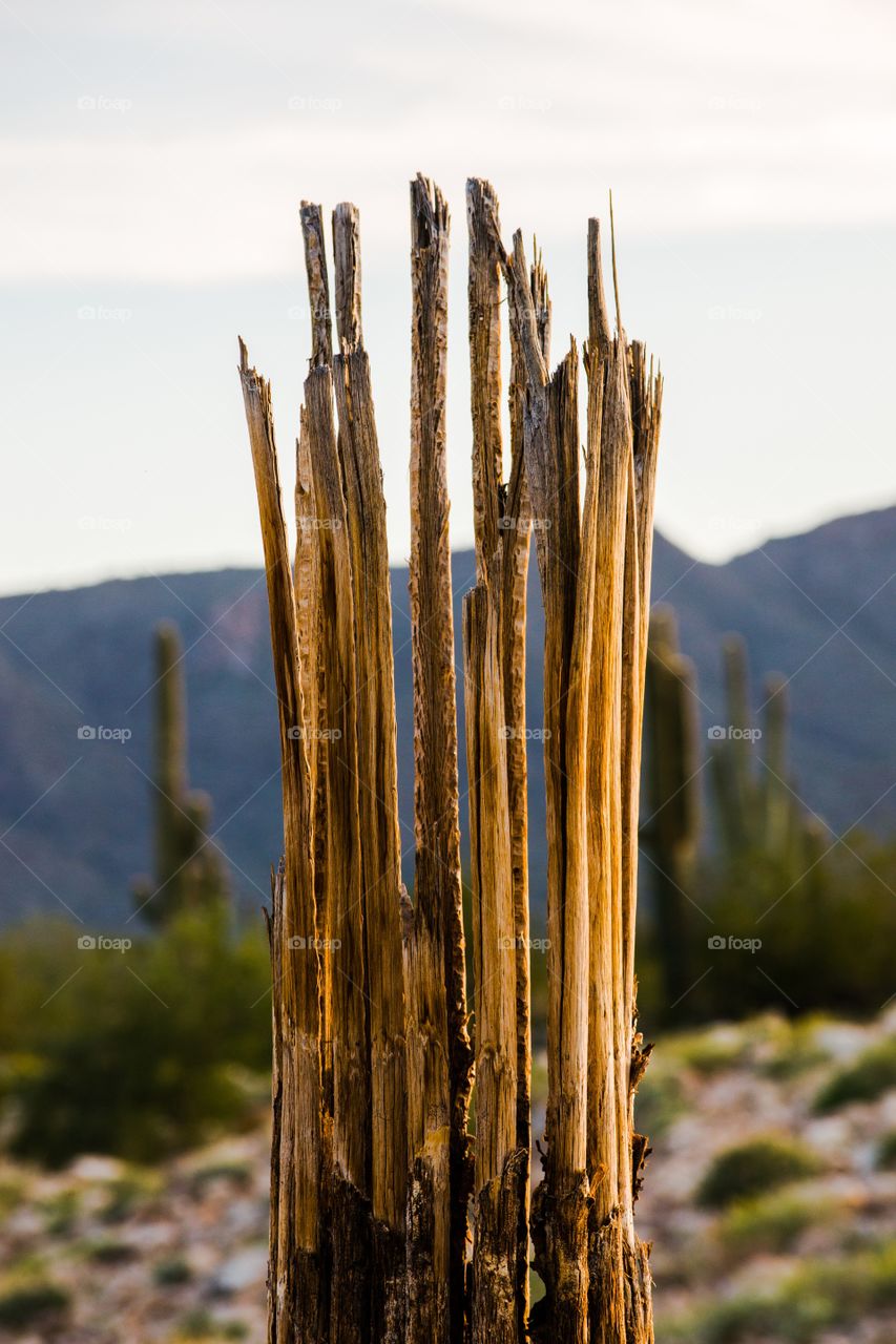 Cactus bones