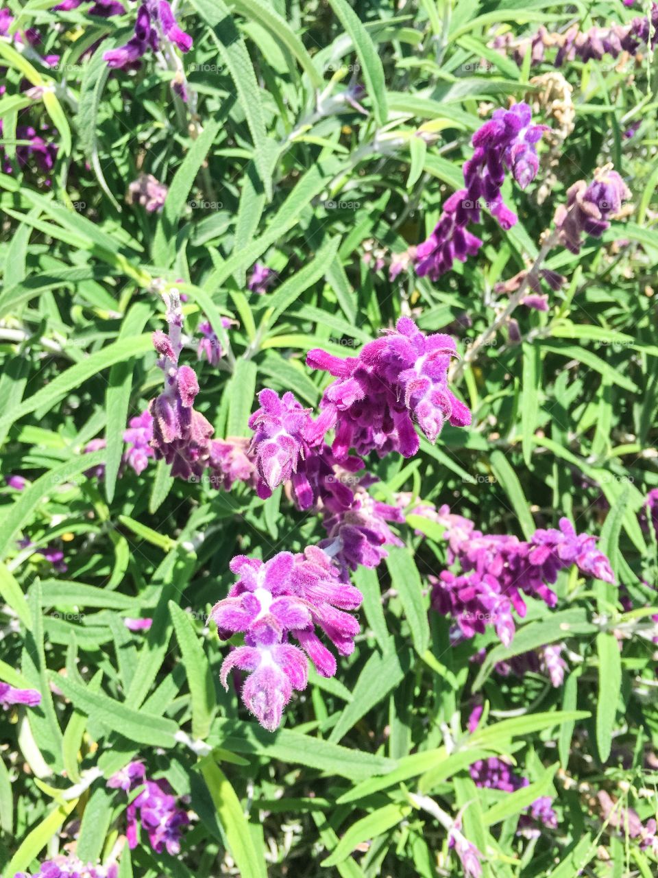 Purple flowers