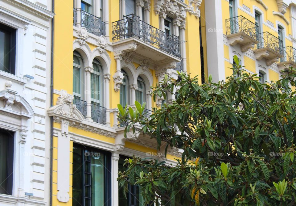 A lush green tree in front of a beautiful yellow-white building.  Milano , Italy