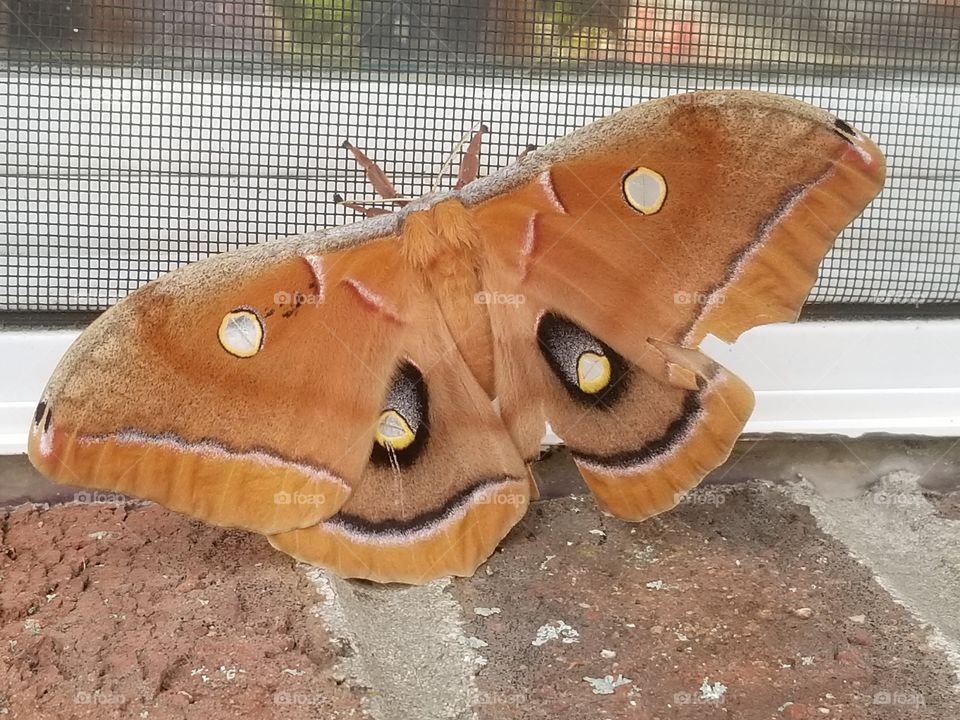 open winged moth