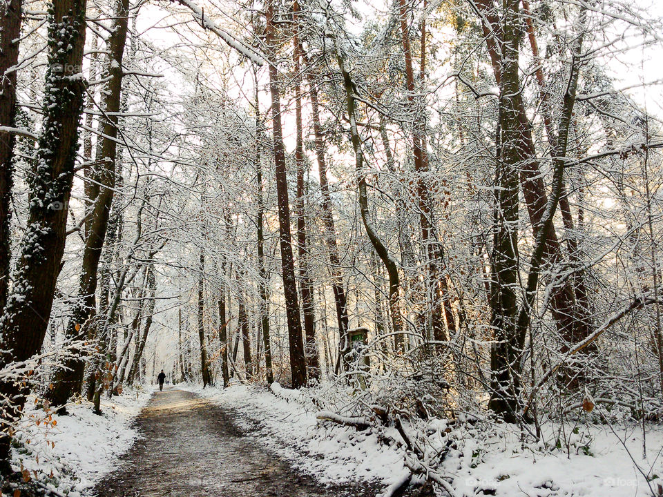 Snow in the forest