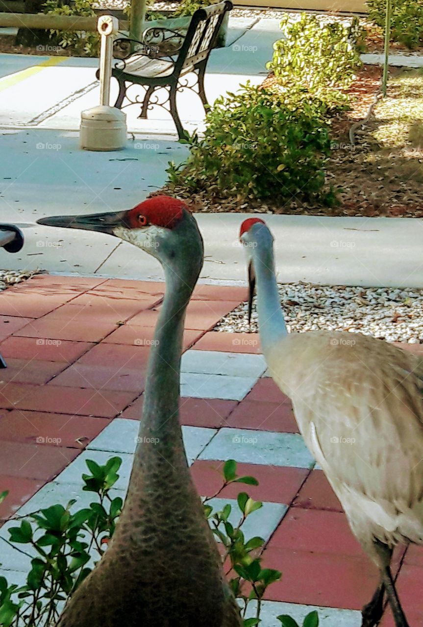 Sandcranes Upclose