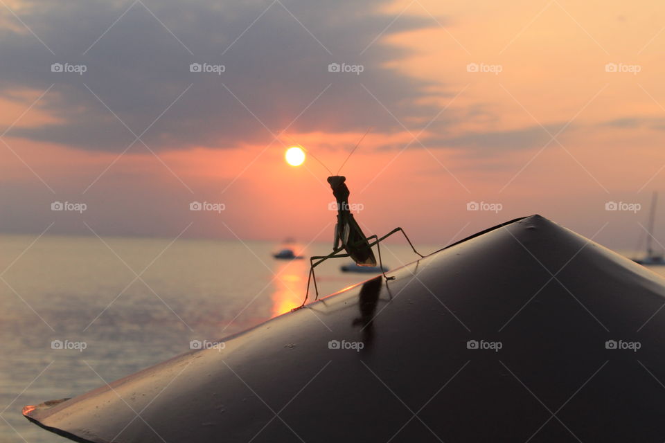 A praying mantis on a gate. Behind there is the sunset over the sea of Zanzibar, full of boats.