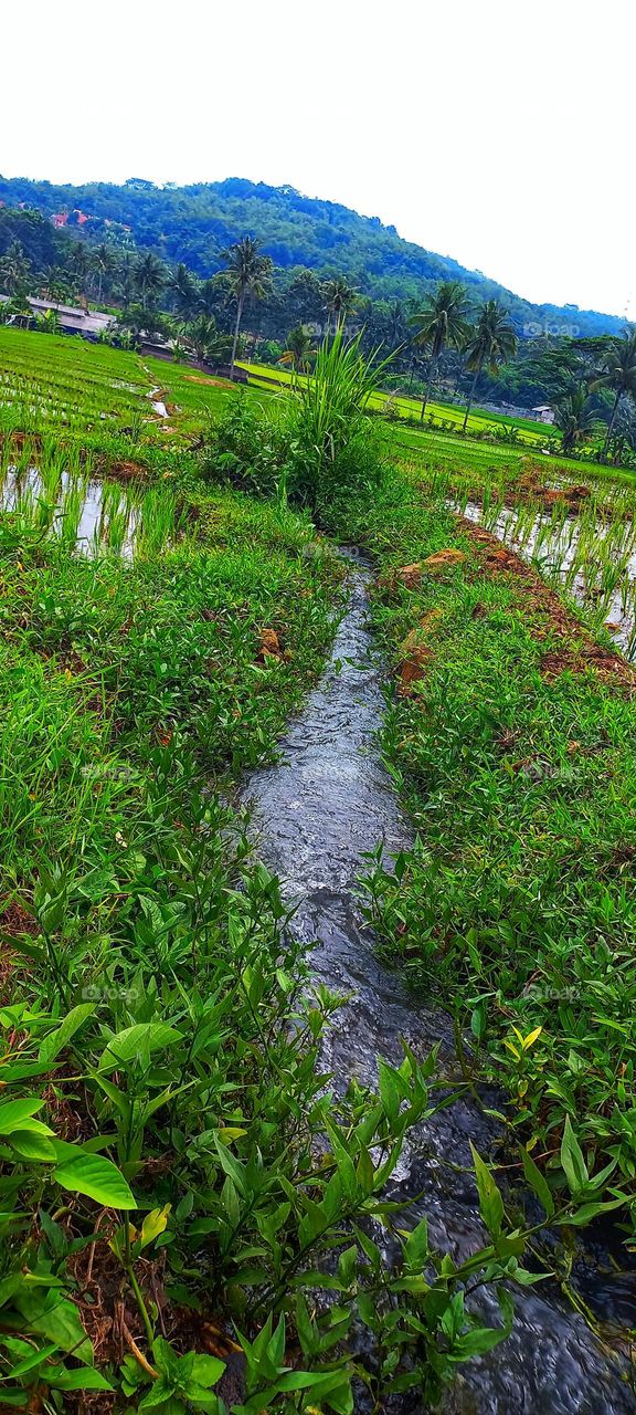 The small river between the rice fields gives its own impression