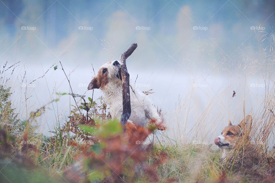 Dogs in the morning fog