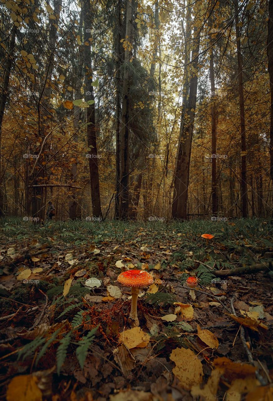 Amanita mushroom in autumn forest 