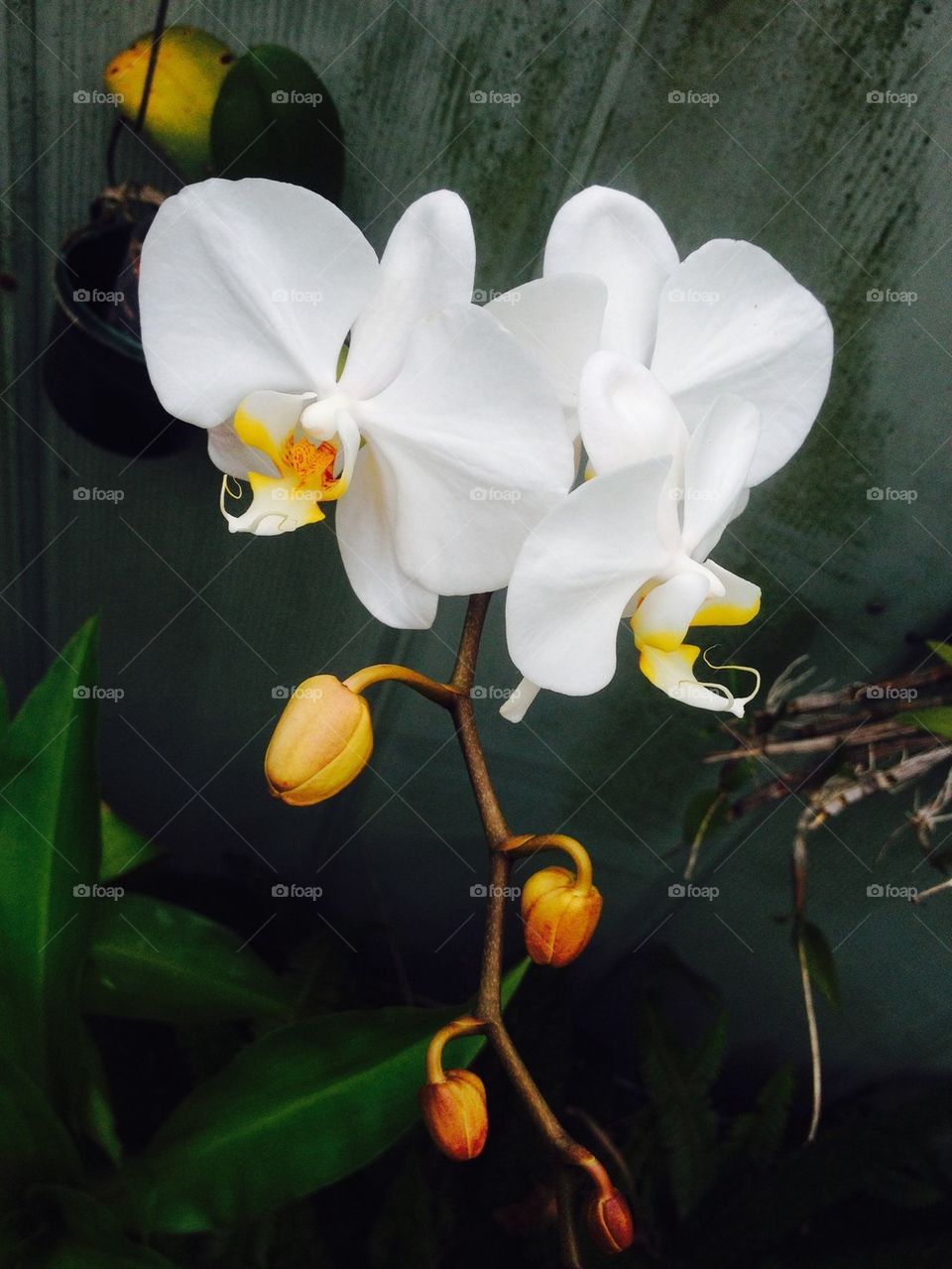 Orchid