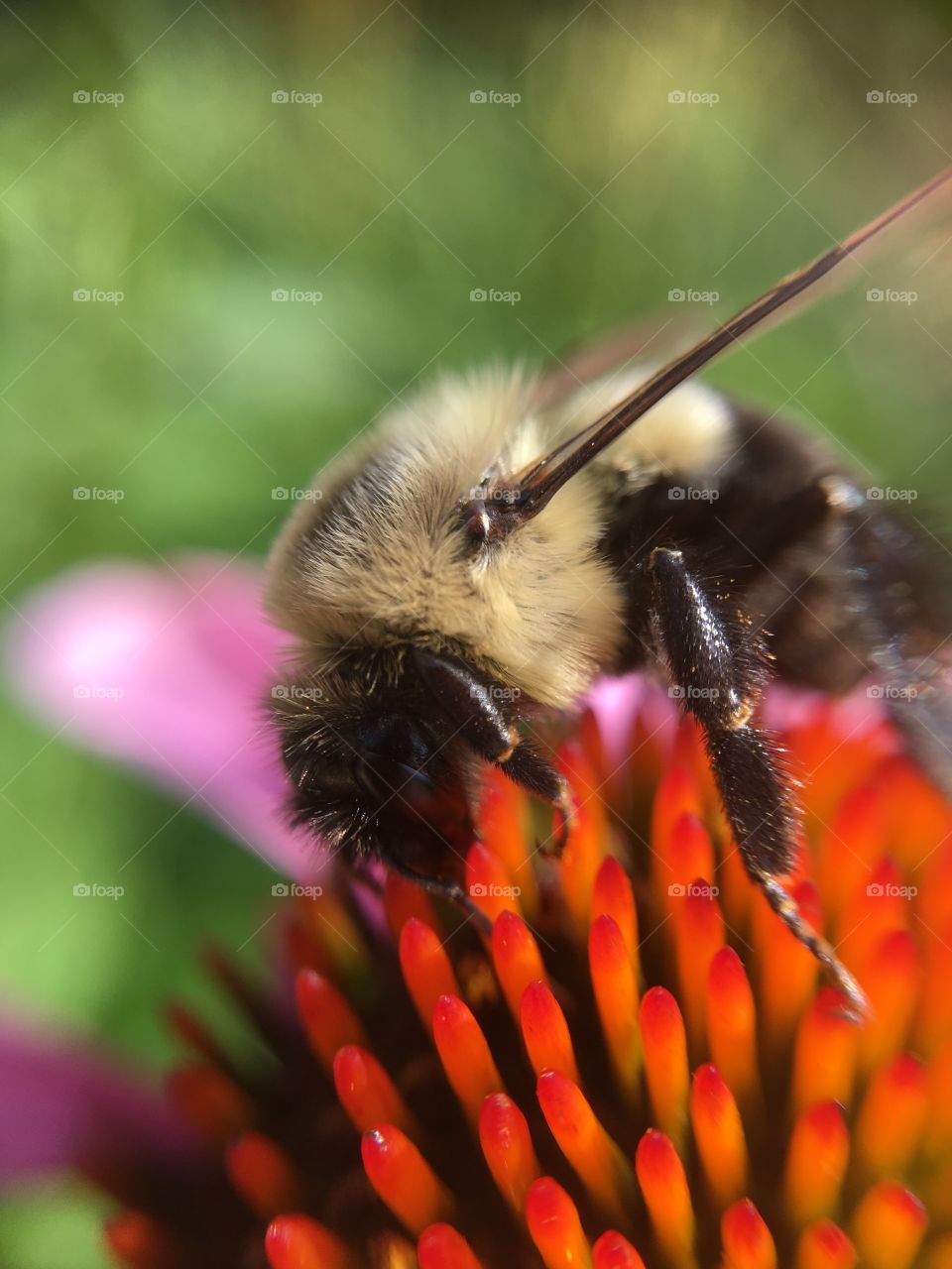 Bumblebee on coneflower