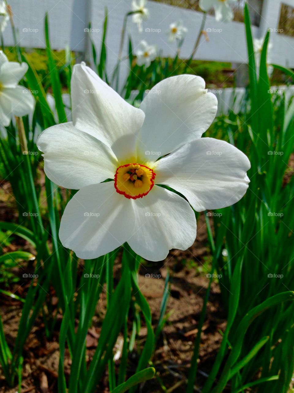 White flower in garden 
