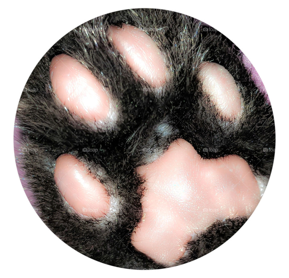 Kitten Paw 6