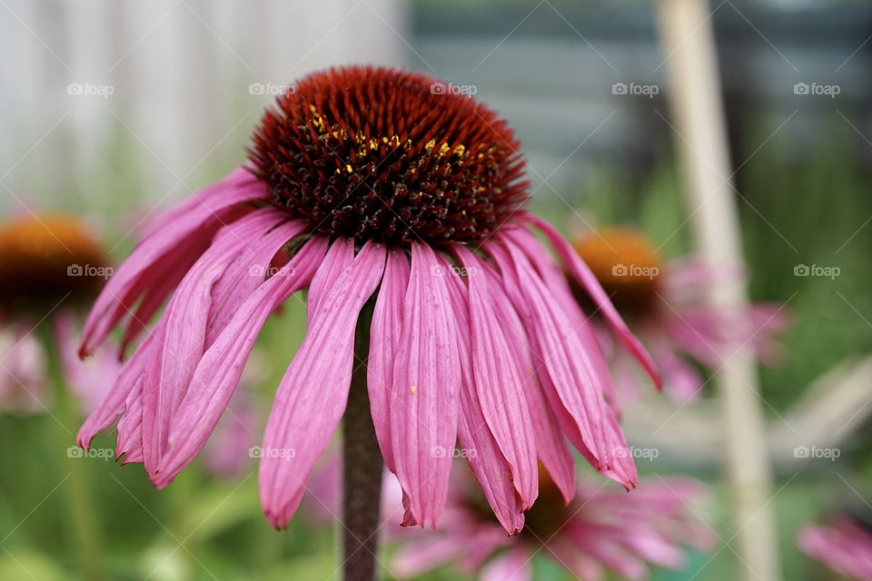 End of Summer … droopy … on its last legs … flower 🌸