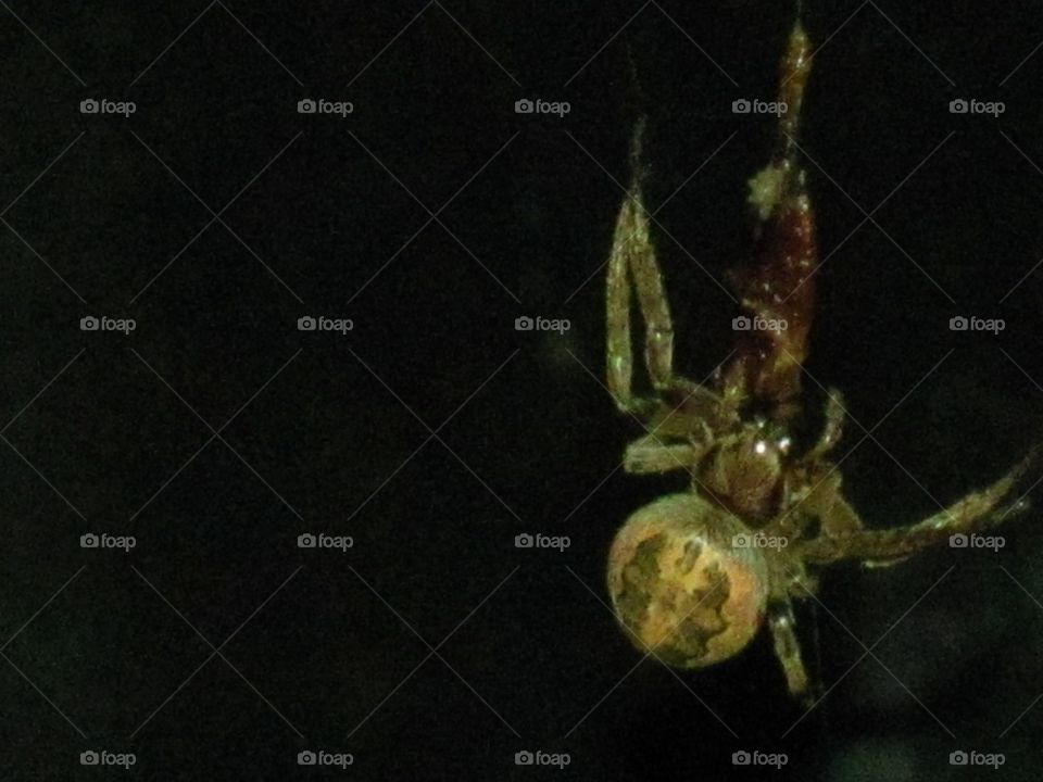 Backyard spider at night in micro