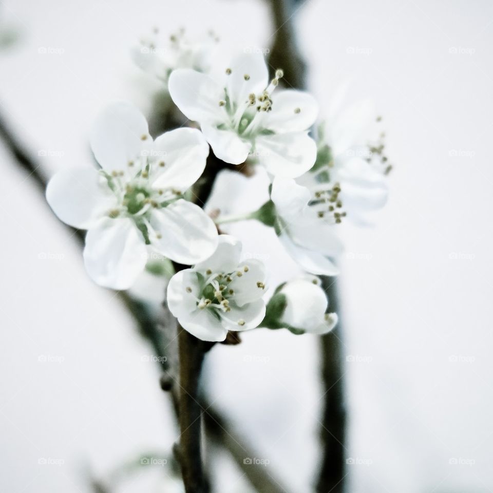 White blossom