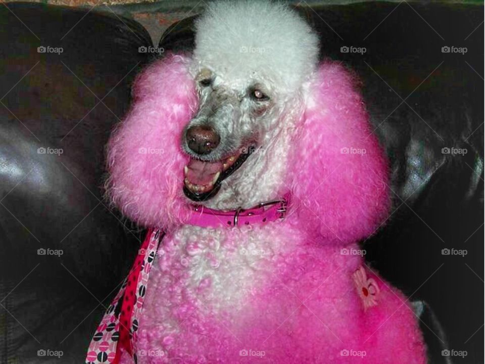 Happy pink poodle.