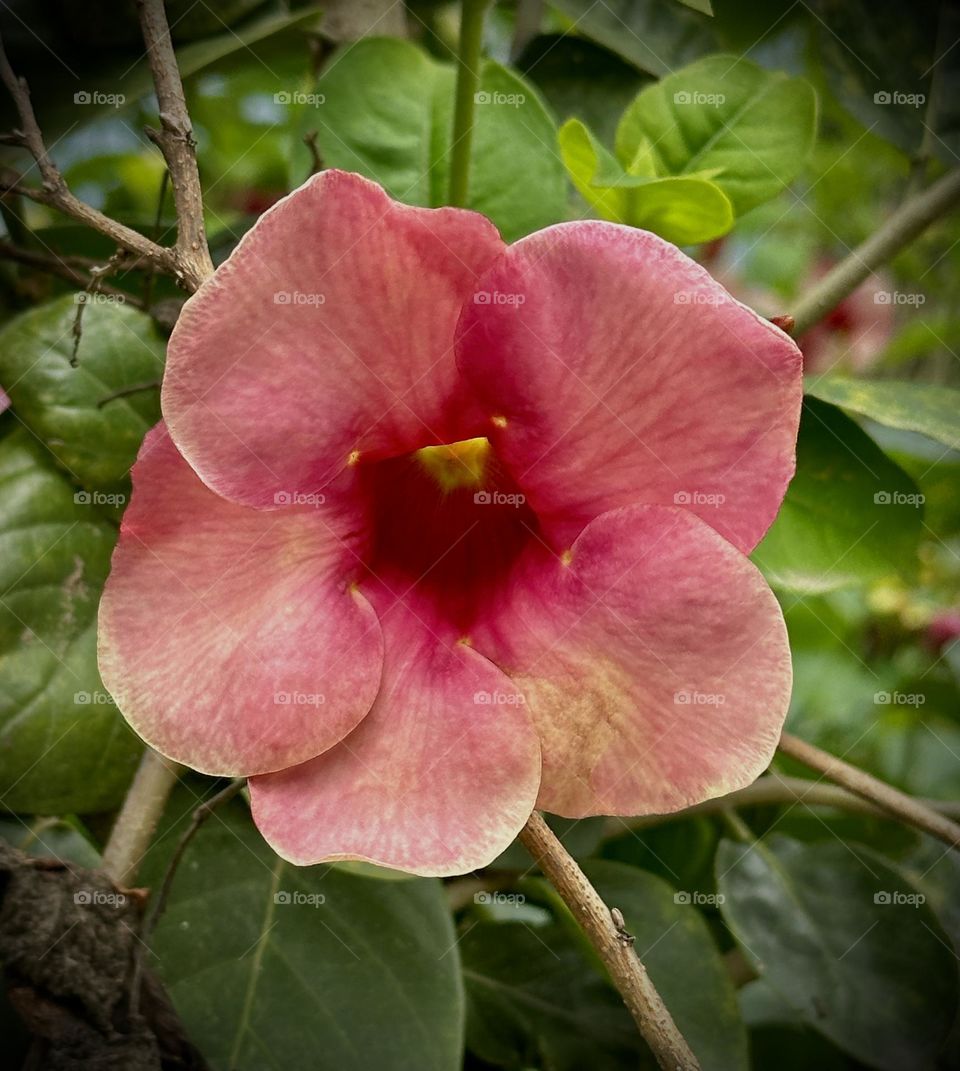 Purple Allamanda