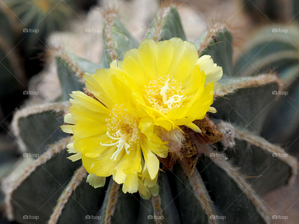 cactus flora