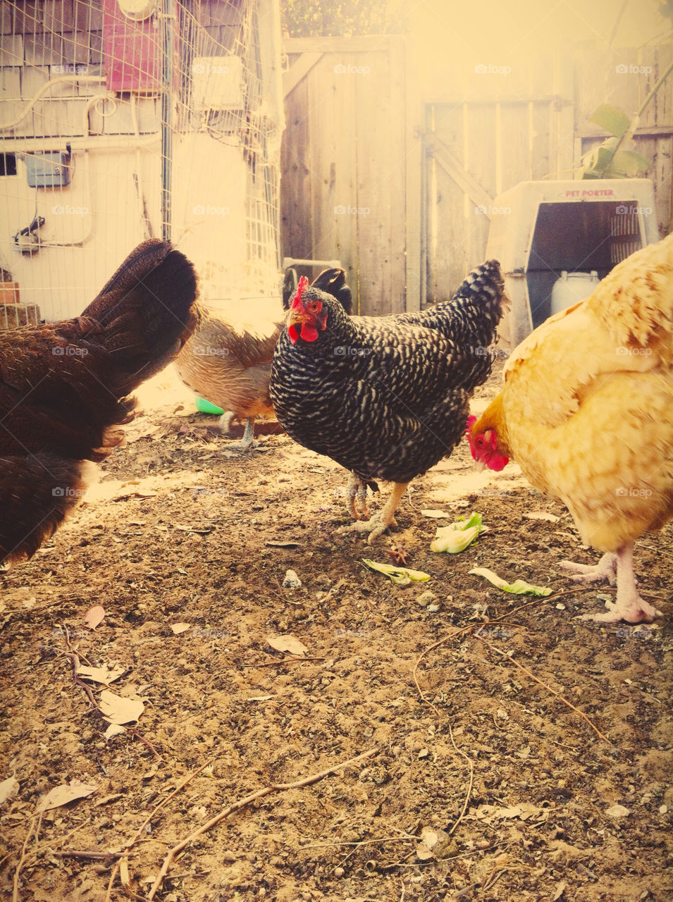 Several chickens in a backyard enclosure.