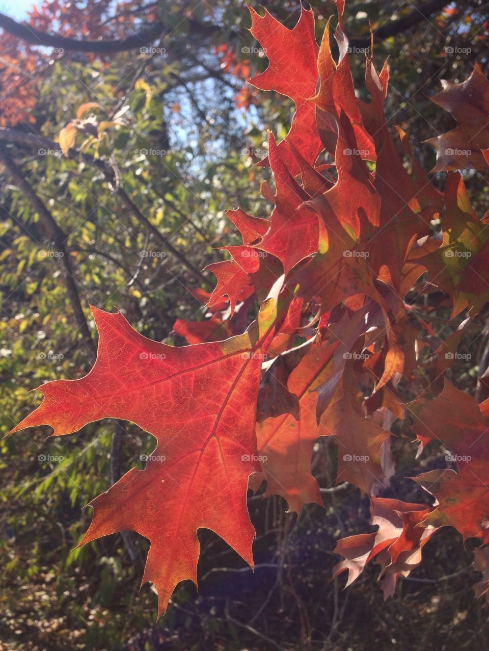 Cluster of fall leaves on low branch 