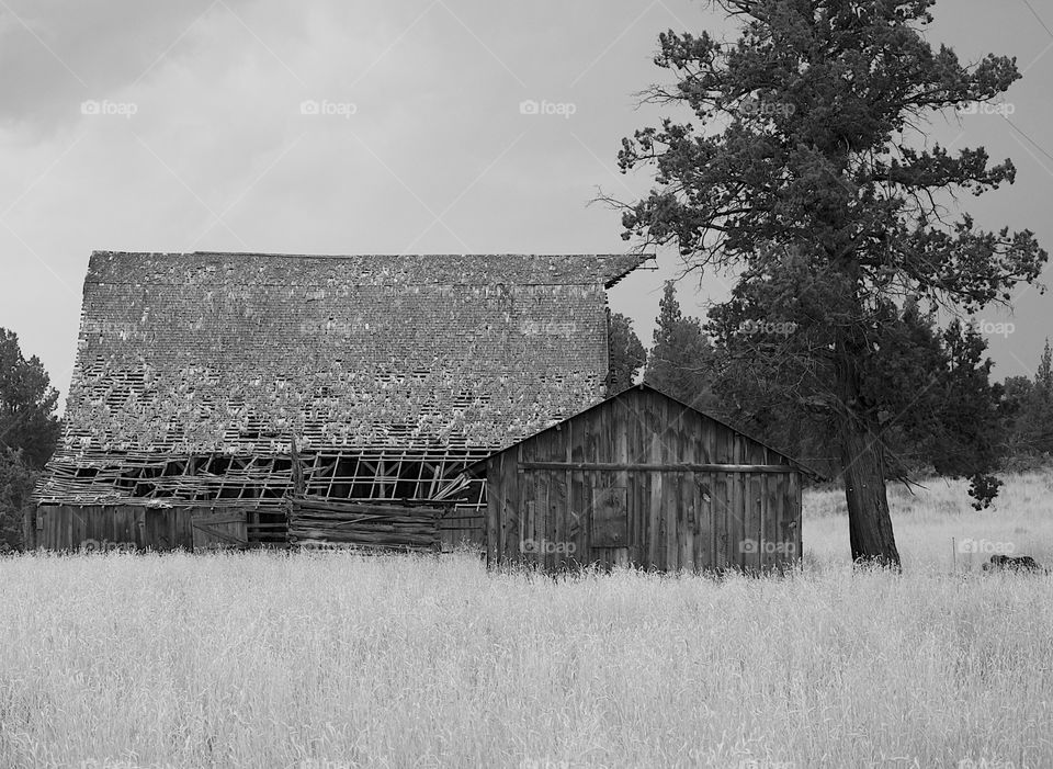 An old weathered barn in the fields in the rural countryside of Oregon.