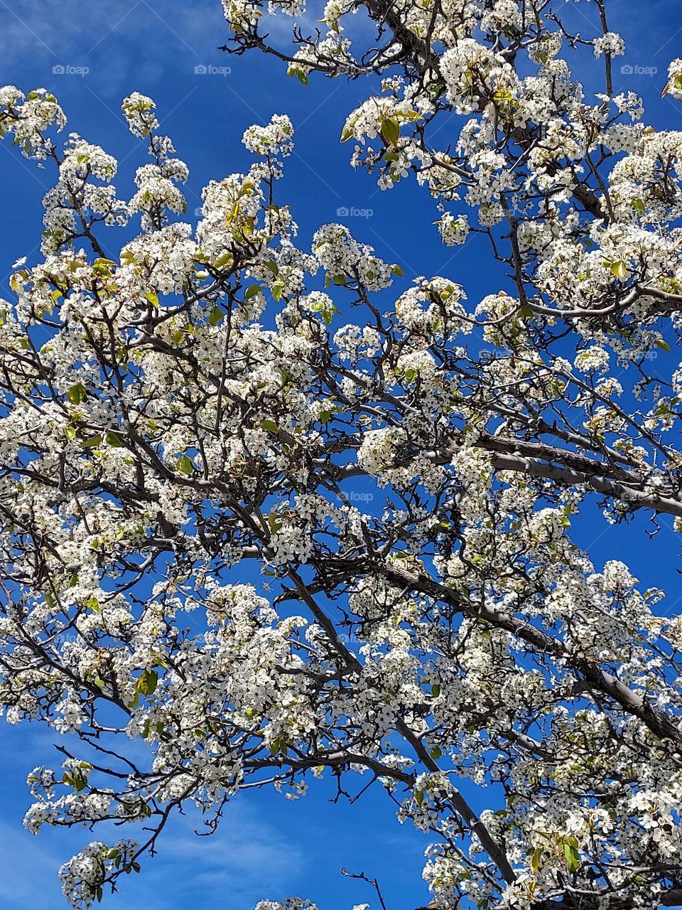 Springtime flowers  Blossoming on a tree with blue skies in the background