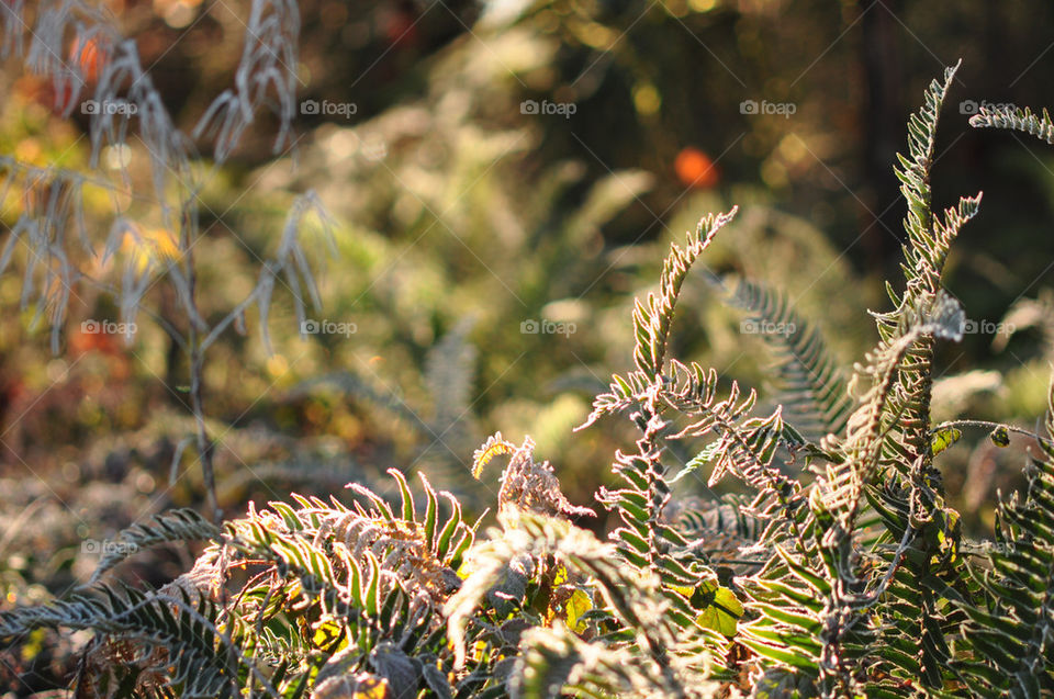 Frost on Ferns