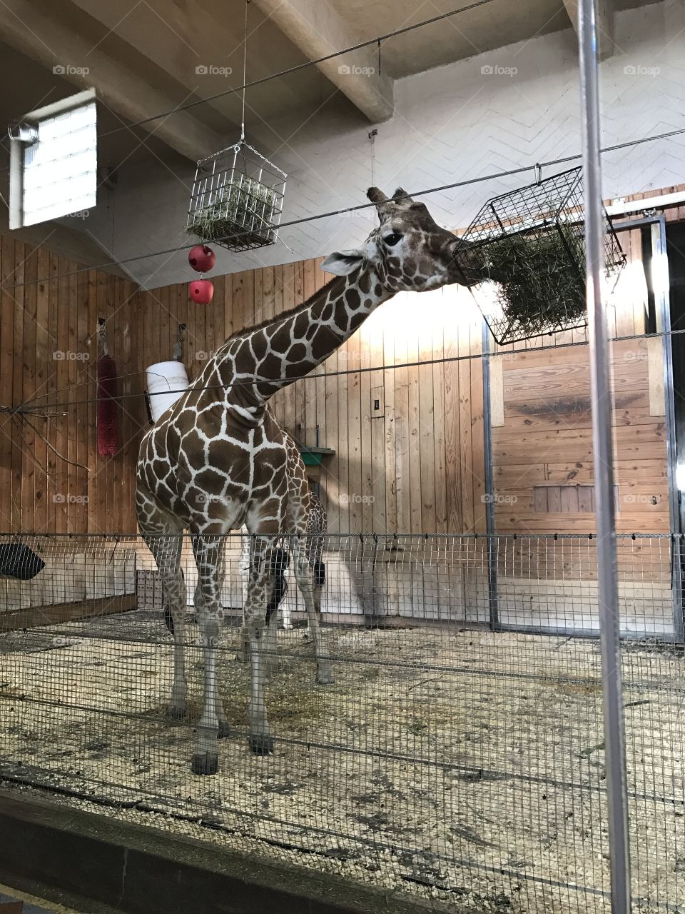 Giraffe enclosure habitat 