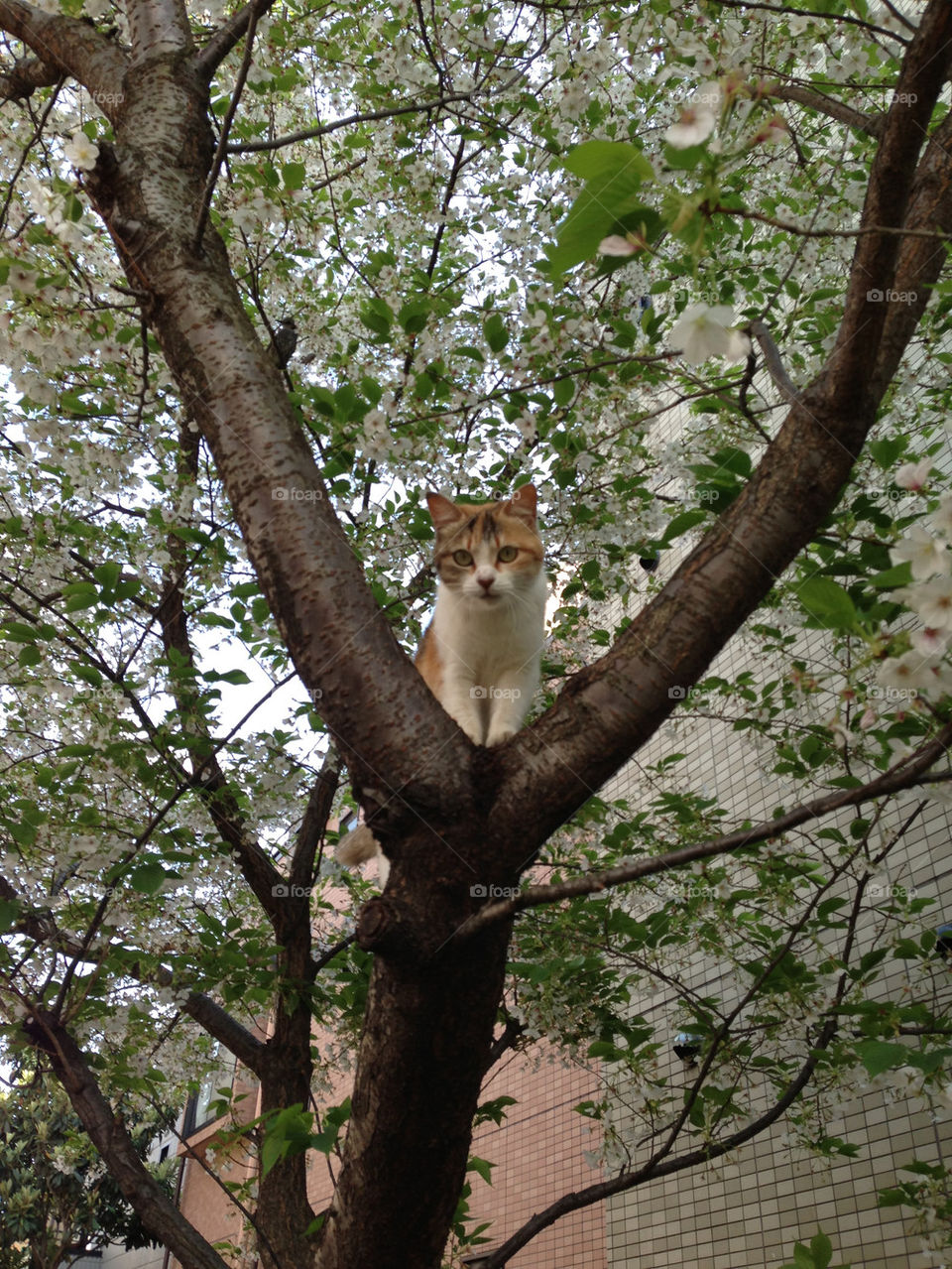 Cat on the tree