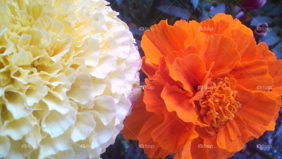 White and Orange Marigold flowers