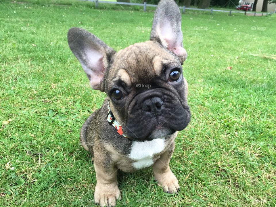 Very young Frenchbulldog puppy 