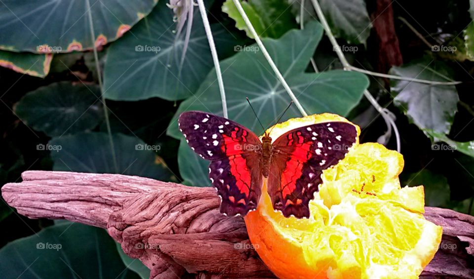 close up of colored butterfly