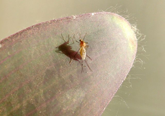 Mosquito