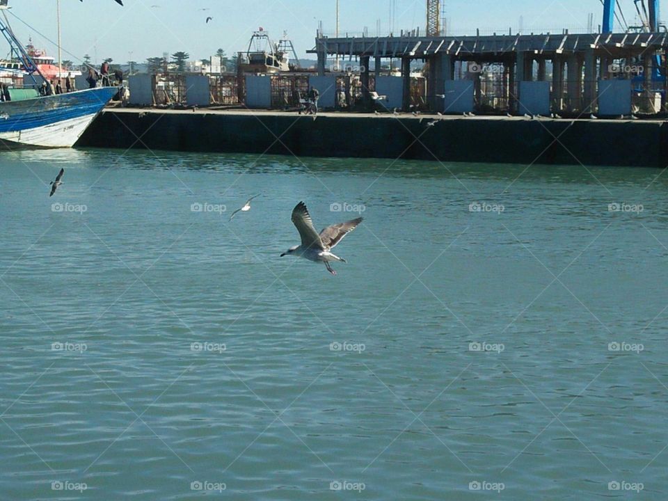 Beautiful flying of a seagull.