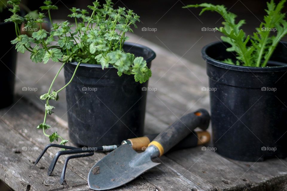 Gardening