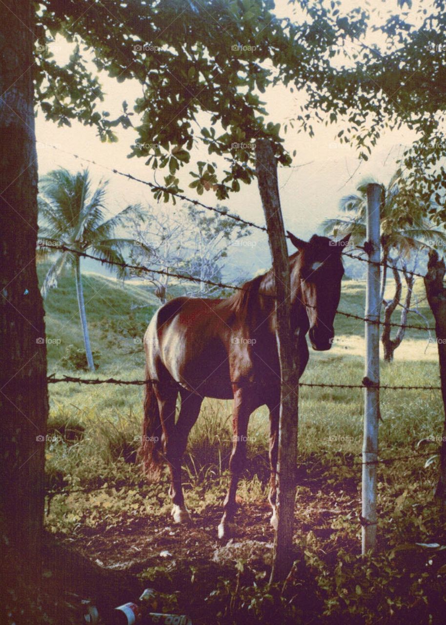 Tropical island scene Forlorn horse behind barbwire fence looking straight at camera, I took this photo when I was a child