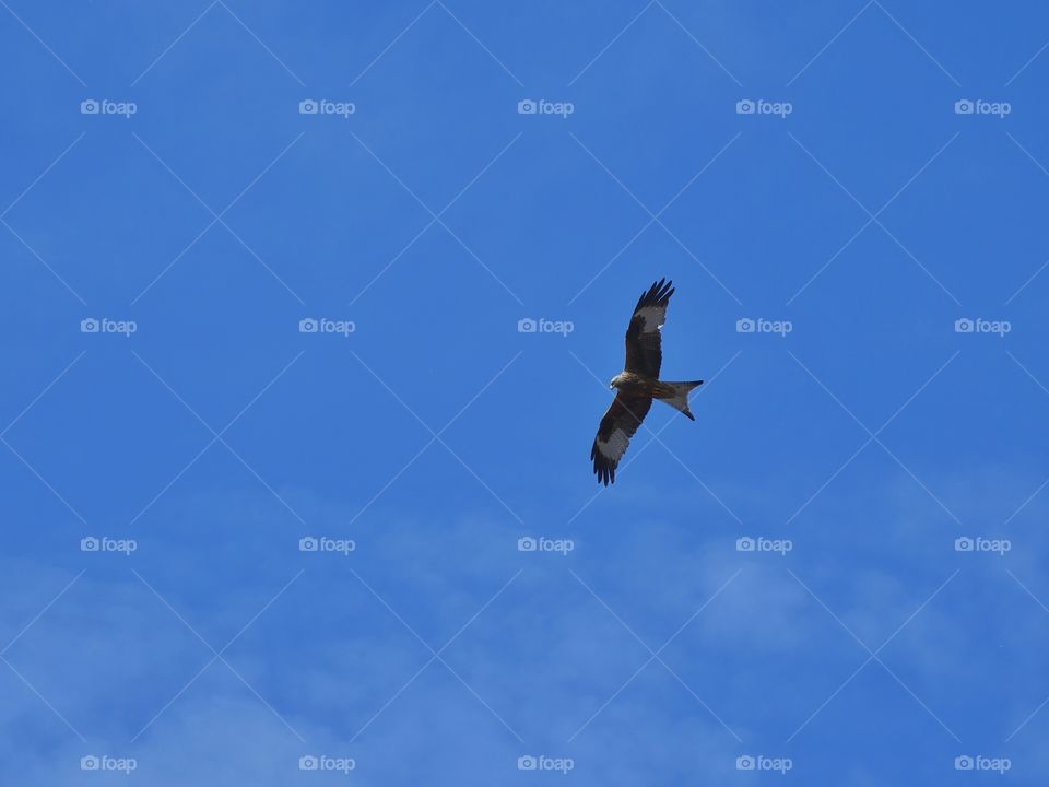 Red kite in flight