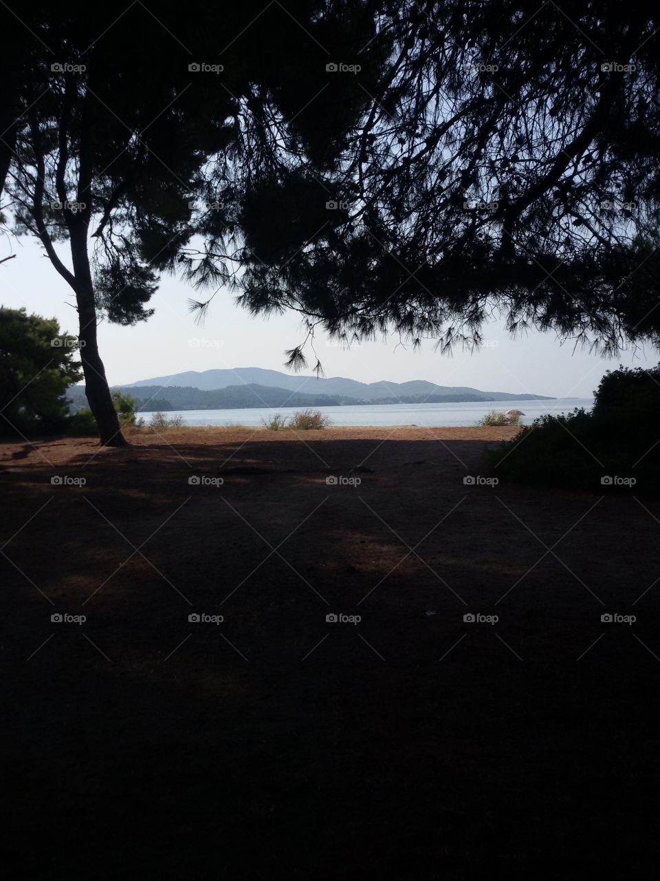 Forest besides sea near beach