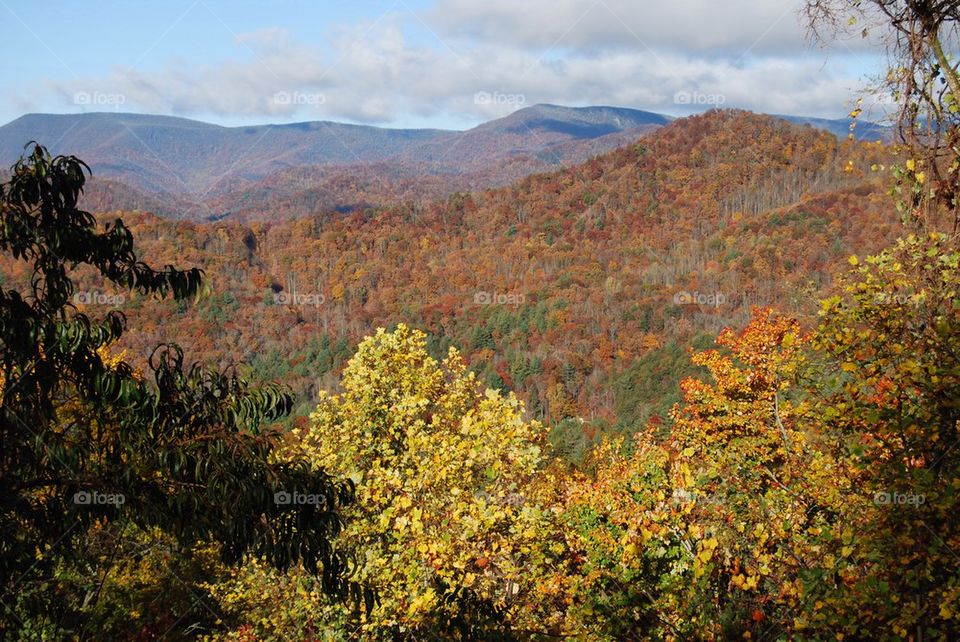 High angle view of forest in autumn