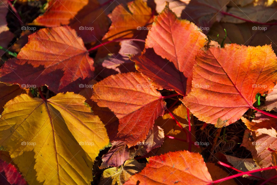 sunny leaf fall autumn by jbdc