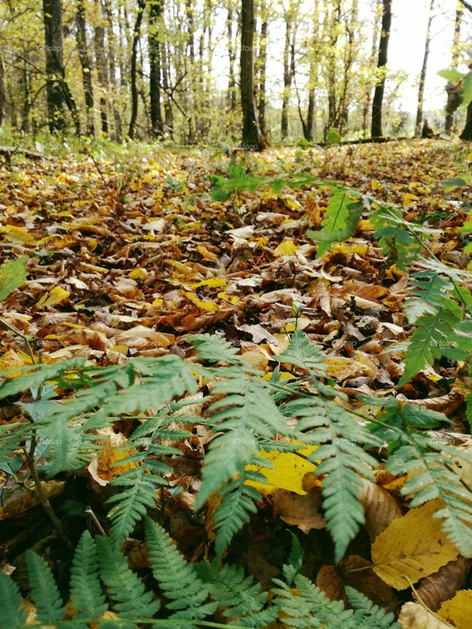Leaf, Wood, Tree, Fall, Environment