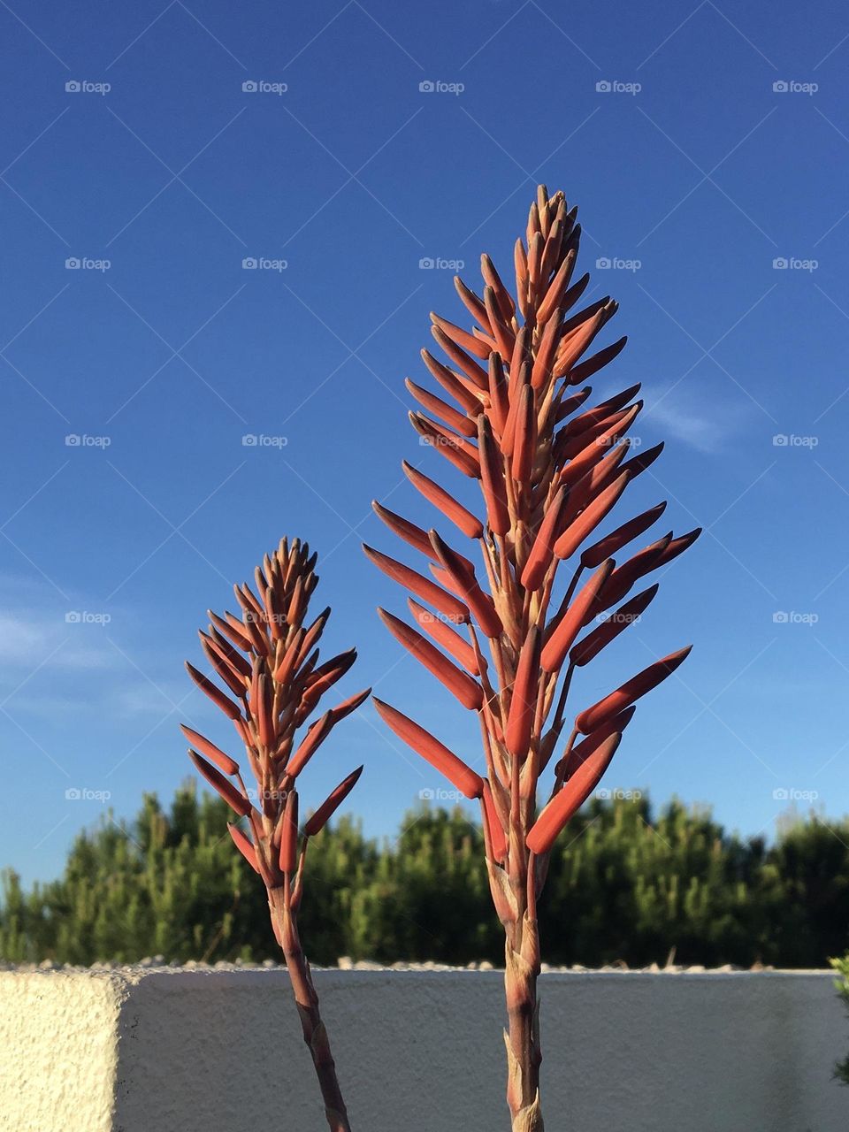 Flowers of succulent in morning sun