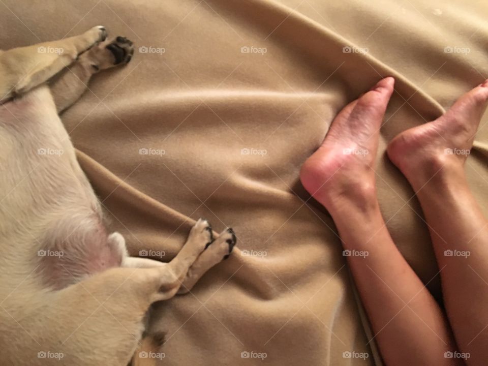 Dog and human feet