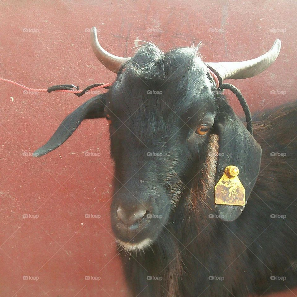 Portrait of a goat.