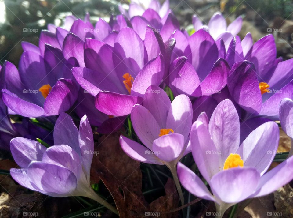 Nature, Flower, Crocus, Flora, Garden