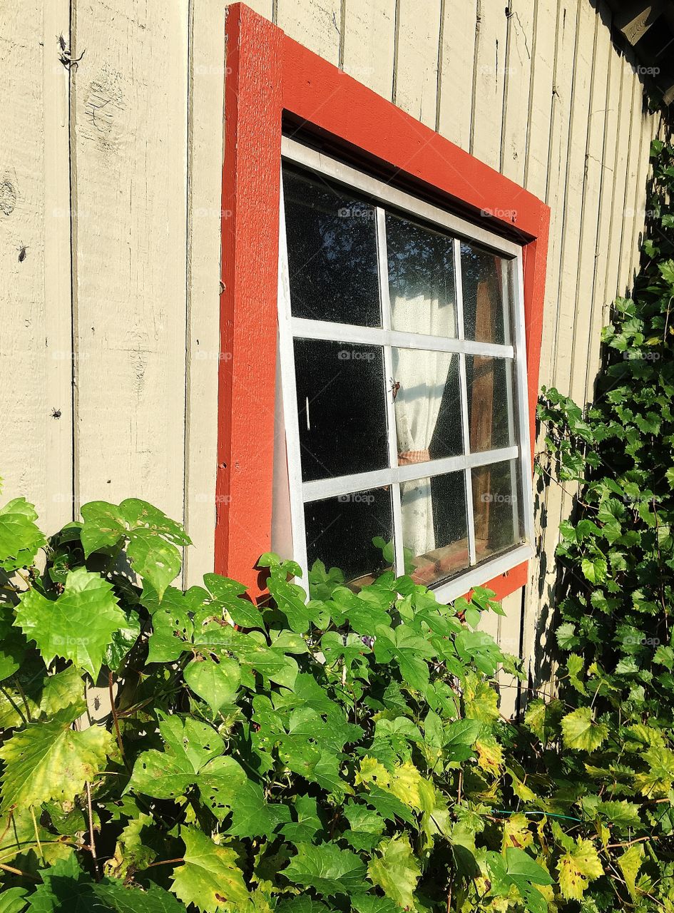 Side Window in a Potting Shed