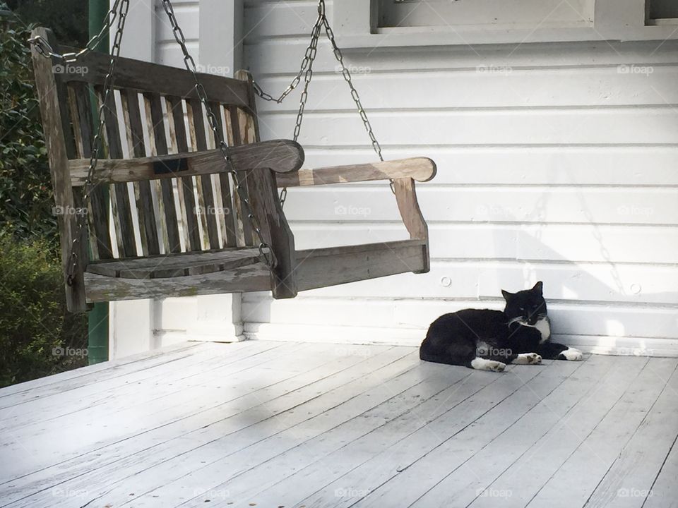My cat lounging on the front porch.