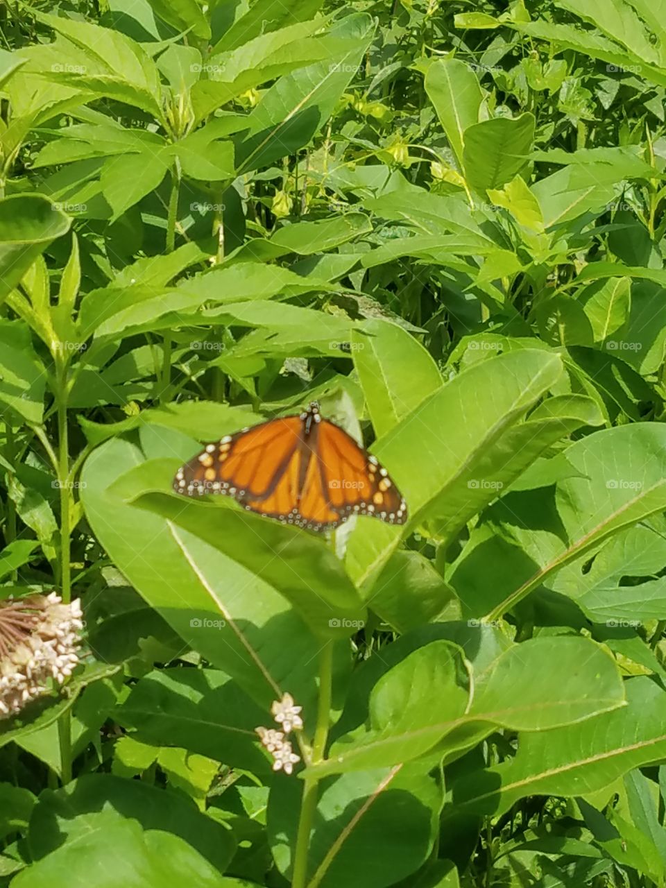 Butterfly, Nature, Insect, No Person, Summer