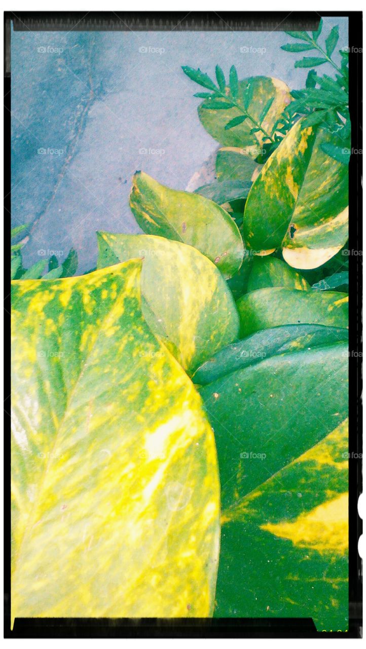 Money plant leaves captured with an effective angle covering whole series of leaves